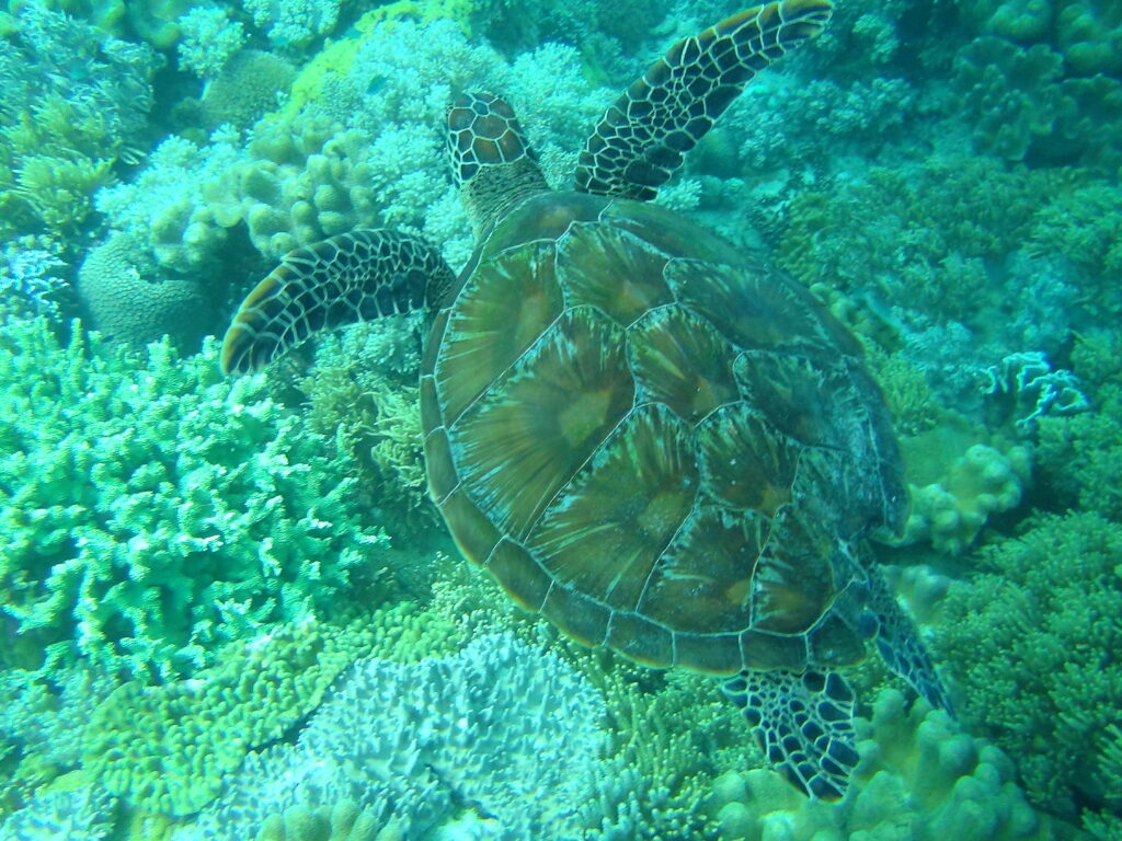 tortue de mer sur l'île de Cebu