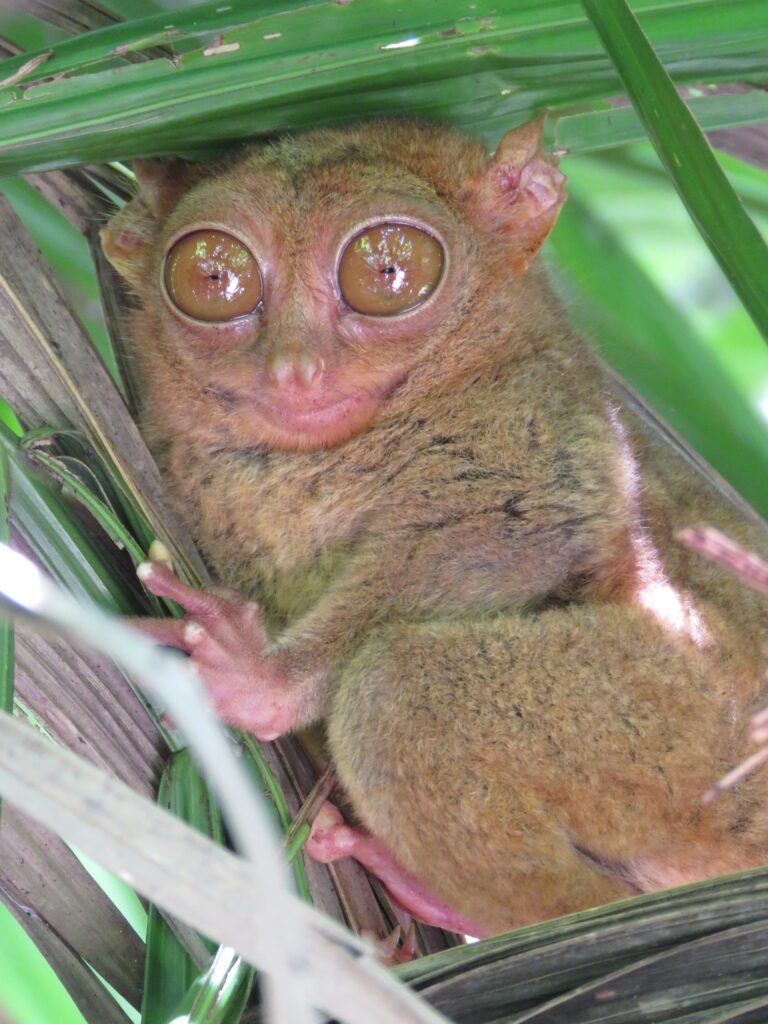 repérage des tarsiers