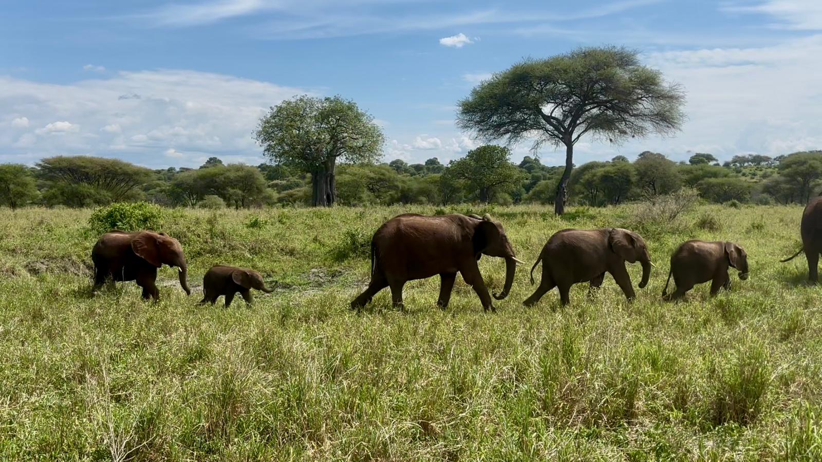 elephants en Tanzanie