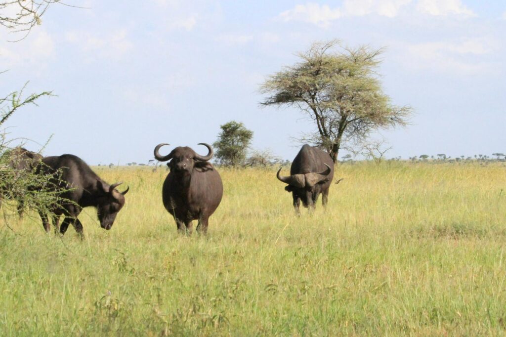Manada de búfalos del Cabo frente a la cámara en el Serengeti con una acacia